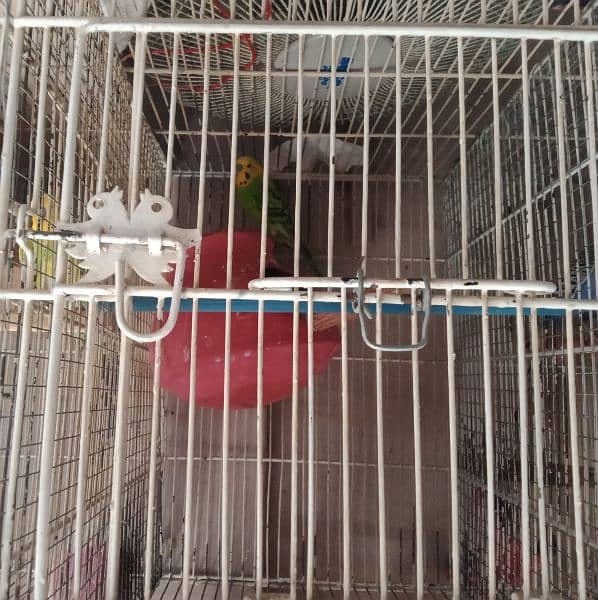 10 pairs budgies for sale chicks our egg waley 800 per pair  Baki 700 4