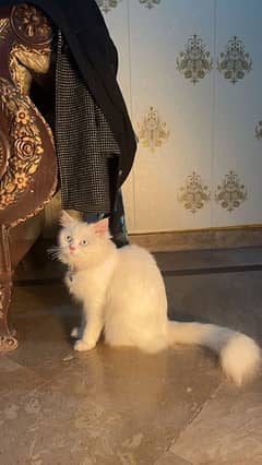 Persian Cat 8 months old