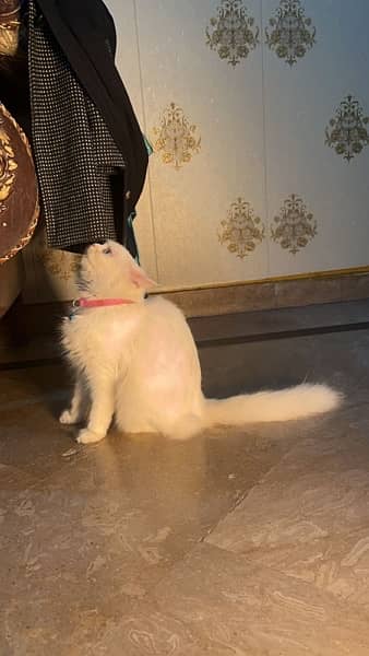 Persian Cat 8 months old 1