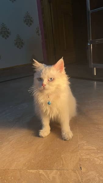 Persian Cat 8 months old 2