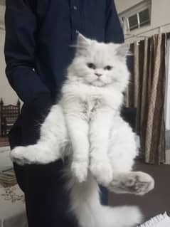 Persian Cat Triple Coat
