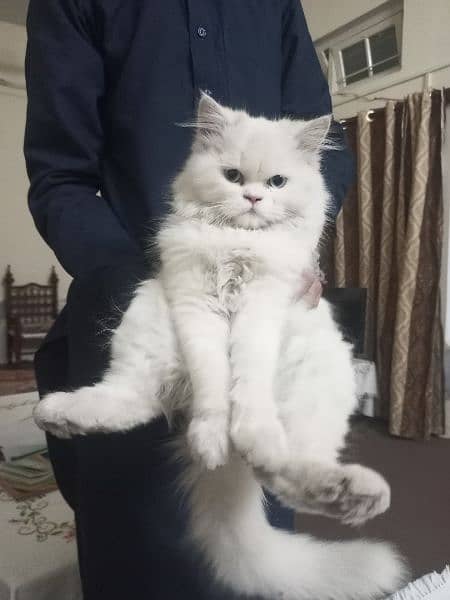 Persian Cat Triple Coat 1