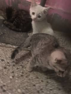 3 Persian kittens 0