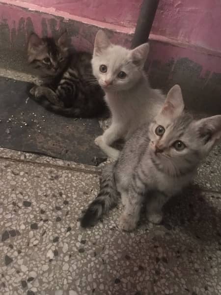 3 Persian kittens 1