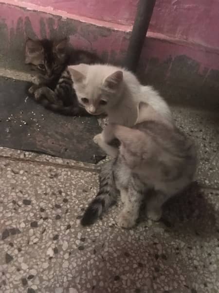 3 Persian kittens 2