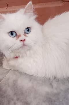 persian trained cat