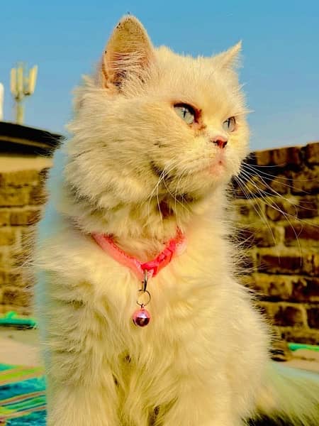 persian trained cat 1