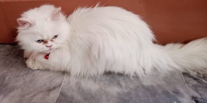 persian trained cat 2