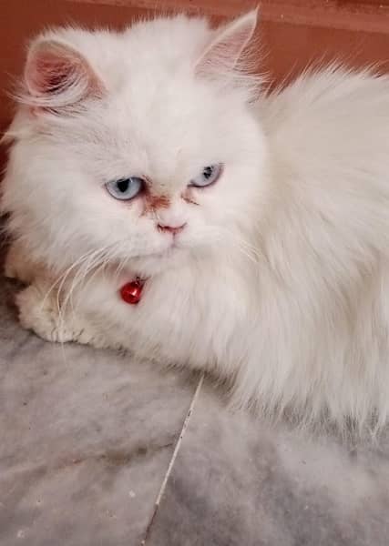 persian trained cat 3