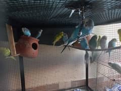Australian Parrots For Sale | Colony | Home Breed