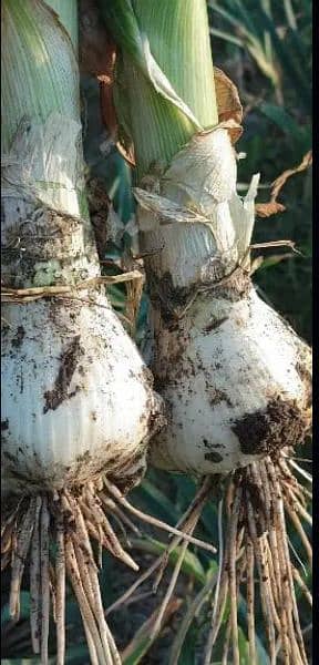 Best Quality NARG G1 Garlic available in just 500 1