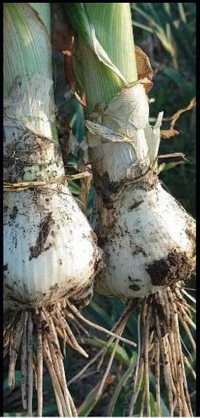 Best Quality NARG G1 Garlic available in just 500 3