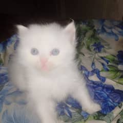 kittens 1 month 0