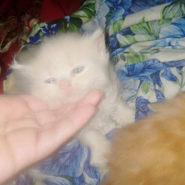 kittens 1 month 2