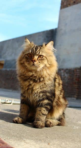 persian Triple coated male for mating