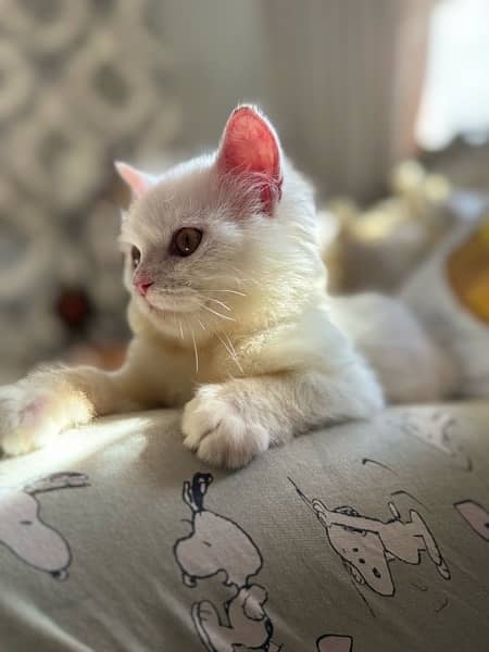 persian kitten triple coat. 5