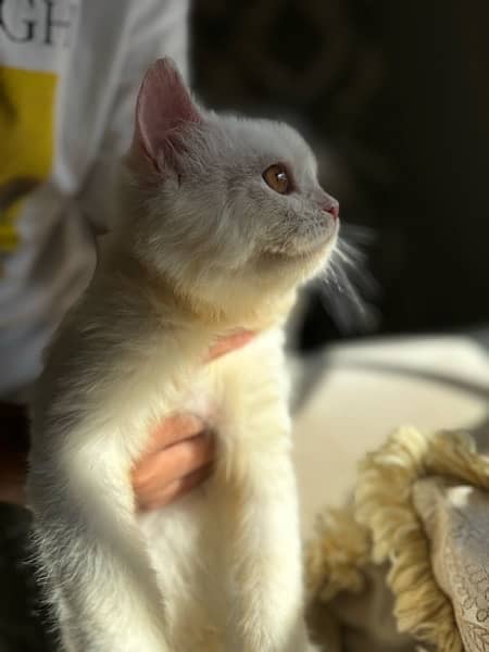 persian kitten triple coat. 6