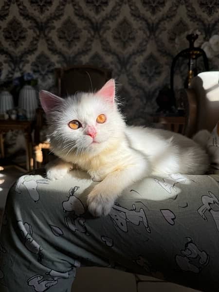persian kitten triple coat. 7