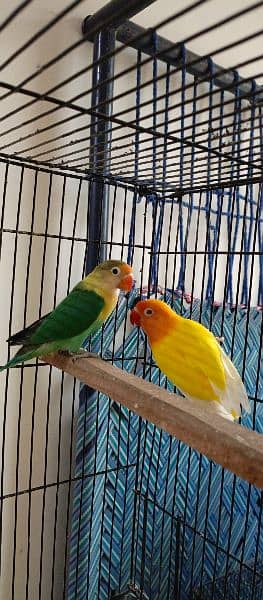 love bird pair for sale 2