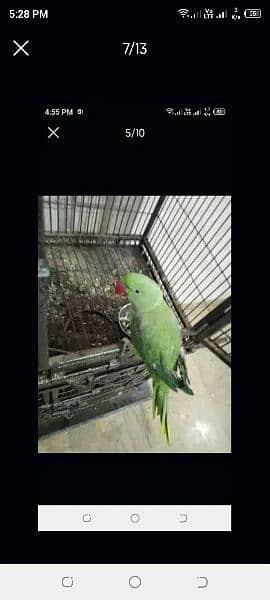 Rock kashmiri parrot big size 4