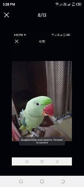 Rock kashmiri parrot big size 5