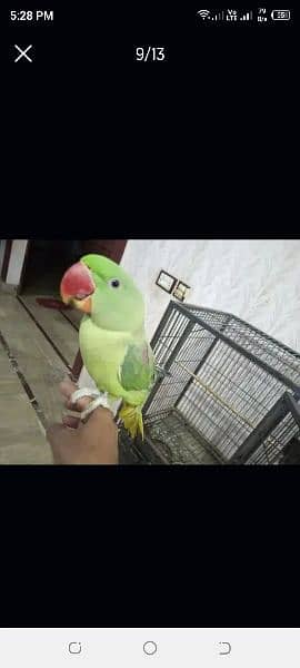 Rock kashmiri parrot big size 6