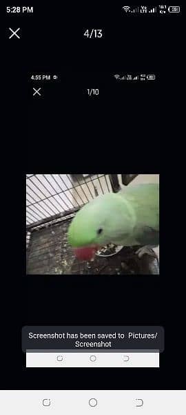 Rock kashmiri parrot big size 8