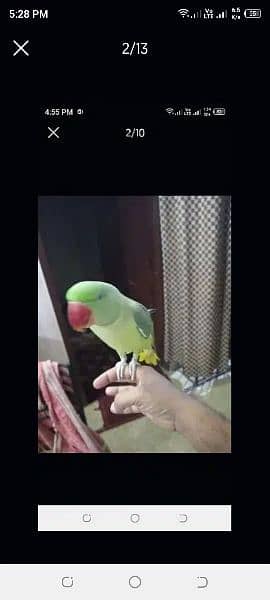 Rock kashmiri parrot big size 10