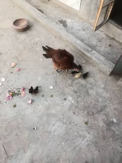 Aseel hen and chicks for sale 0