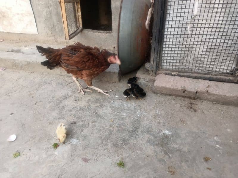 Aseel hen and chicks for sale 2