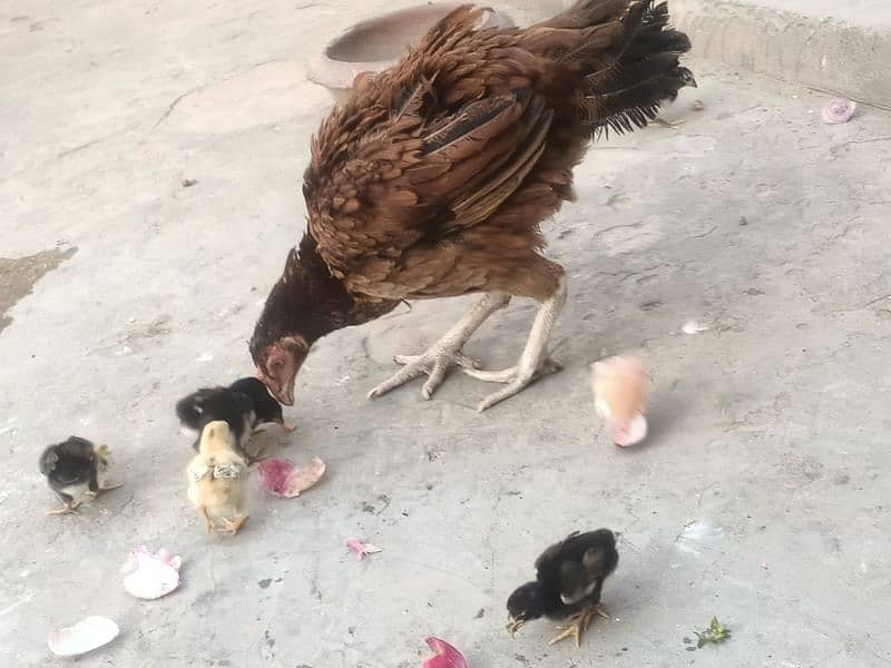 Aseel hen and chicks for sale 3