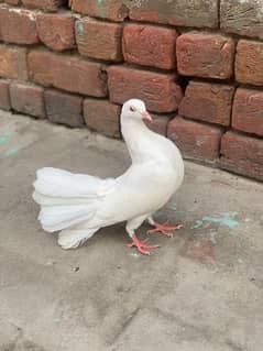 white luckily beautiful pigeons