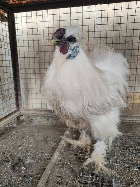1 Desi Young Male & 1 White Silkie Male 6