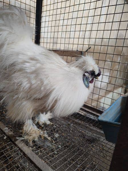1 Desi Young Male & 1 White Silkie Male 7