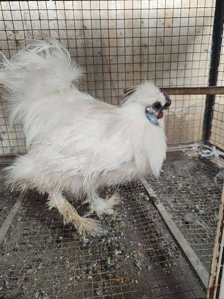 1 Desi Young Male & 1 White Silkie Male 8