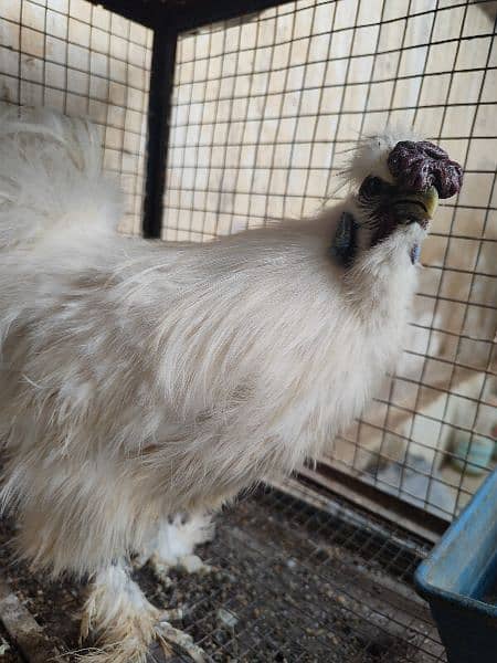 1 Desi Young Male & 1 White Silkie Male 9