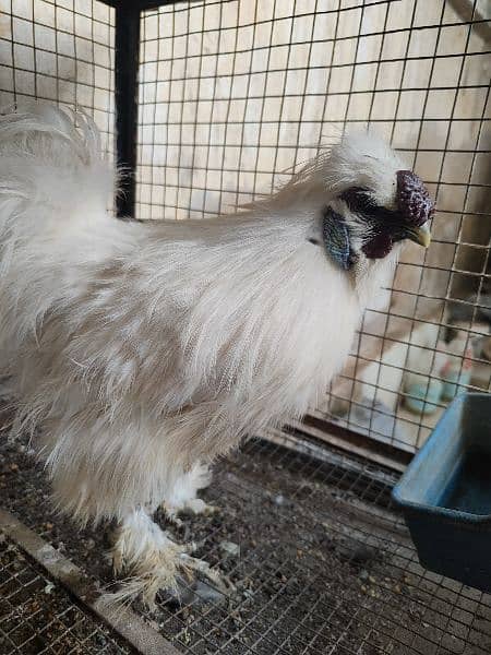 1 Desi Young Male & 1 White Silkie Male 10