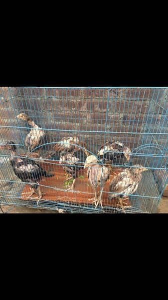 Aseel Murghi / Aseel Murgha / Aseel Chicks for sale / Hen  for sale 6