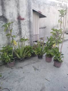 plants and pots for sale