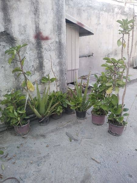 plants and pots for sale 0