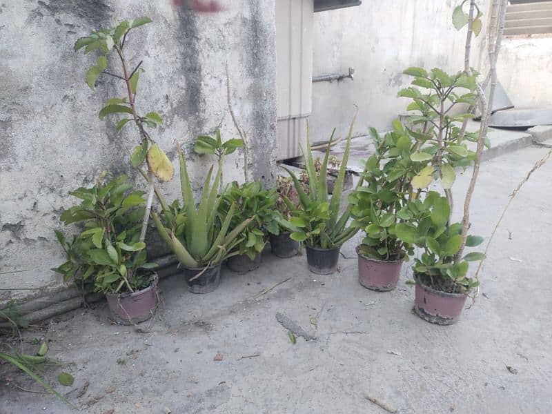 plants and pots for sale 1