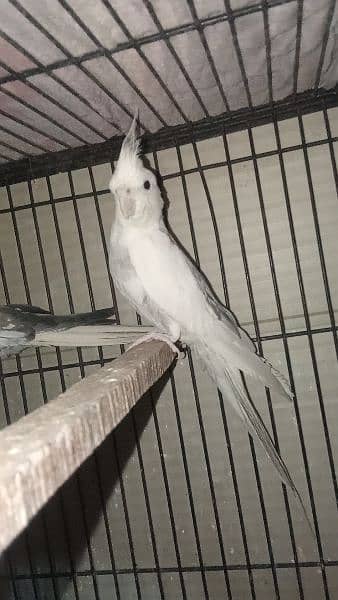 albino gray+white parrot cocktail pair full breader 0