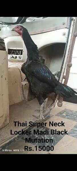 Pure imported Thai Super Neck Locker Black Mutation Chicks 1