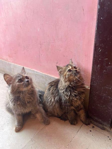 Persian kittens 3