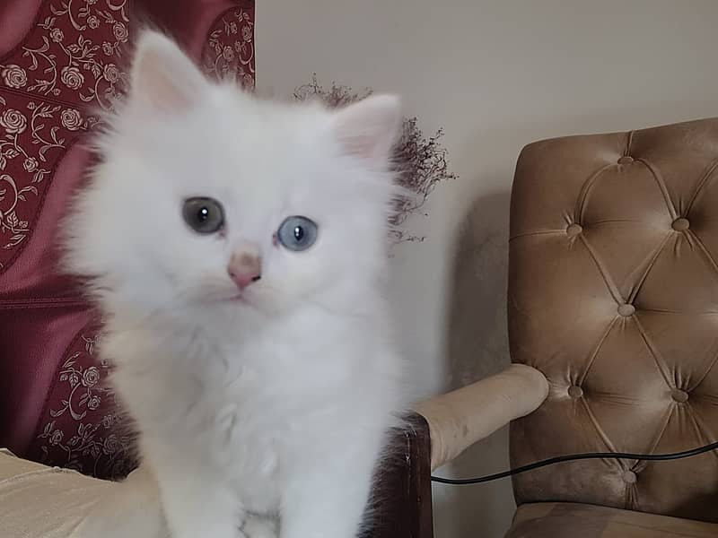 Persian kittens for sale 0