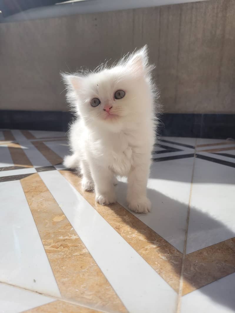 Persian kittens for sale 3