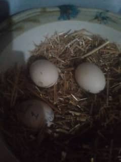 4 aseel egg or 1 male patha for sale ha agar koi Lana chata ha to lay.