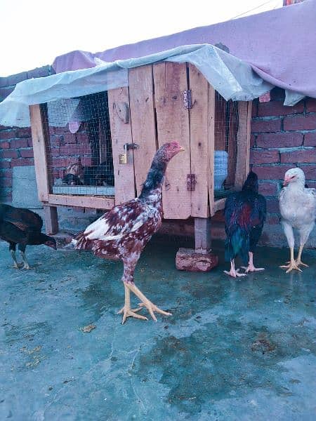 hens chicks selling 2