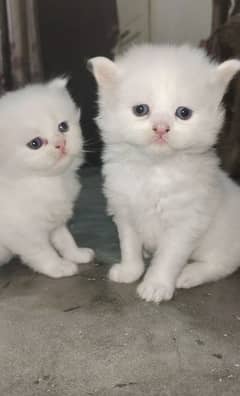 White Persian Kittens Triple coat