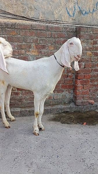 Bakra jori ,good height leinght 7